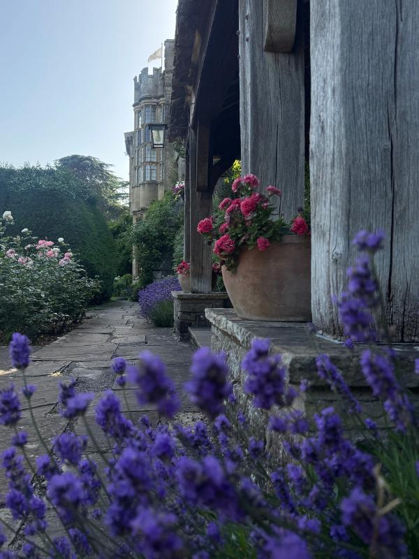 thornbury castle lavender border