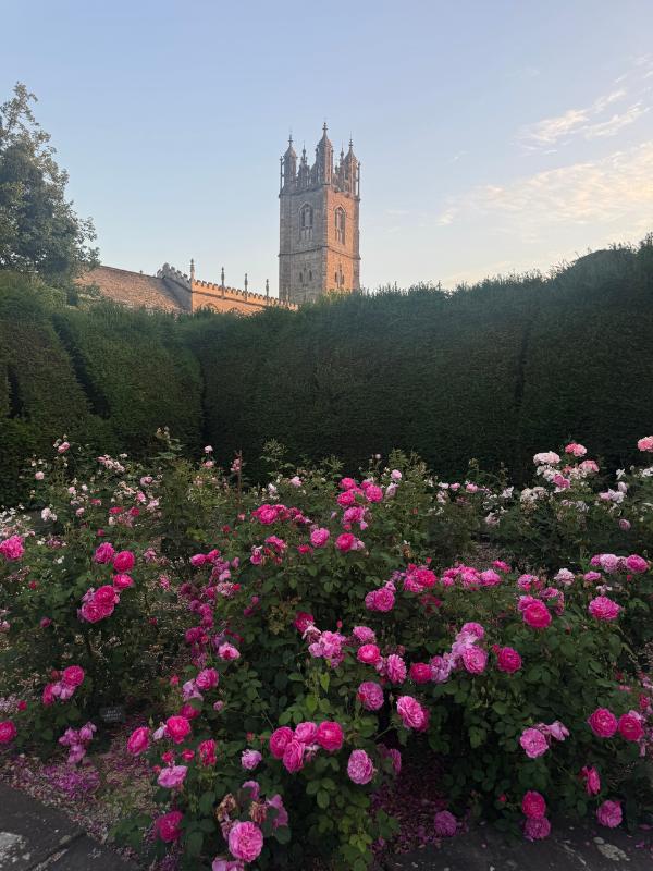 thornbury castle rose garden and tower 1