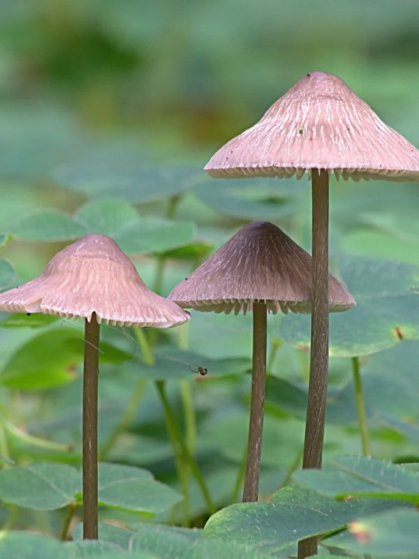 A Trio of Mushrooms amongst Wood Sorrel