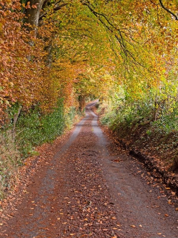 Autumn Colours near Chagford