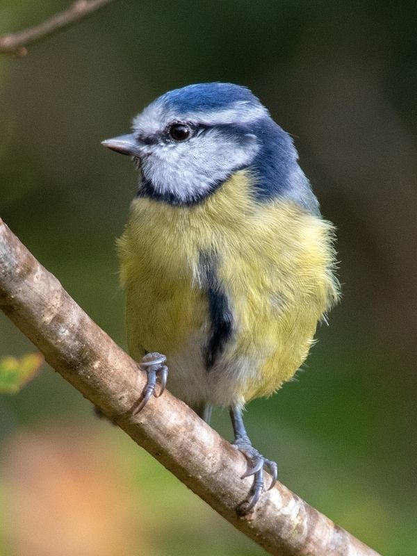 Blue Tit at Yarner Woods