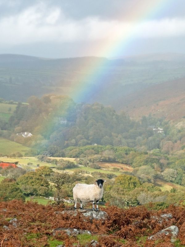 The View from Combestone Tor