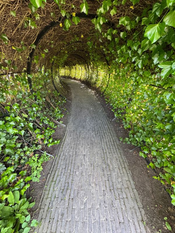 The tunnel of leaves at The Alnwick Garden.