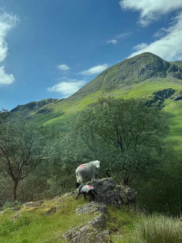 A sheep stands on a hillock in the Lake District