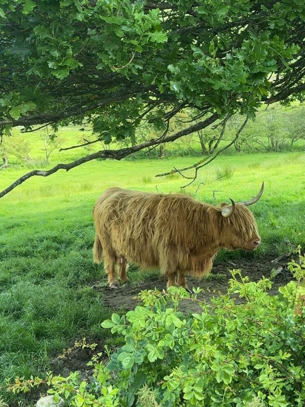 A Highland cow in the Lake District fells